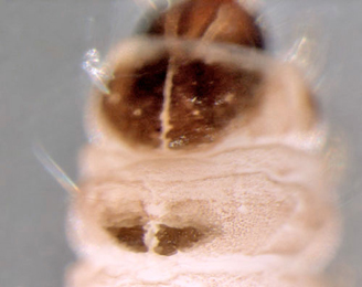 Orchestes fagi larva,  dorsal