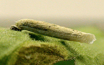 Case of Coleophora follicularis on Eupatorium cannabinum