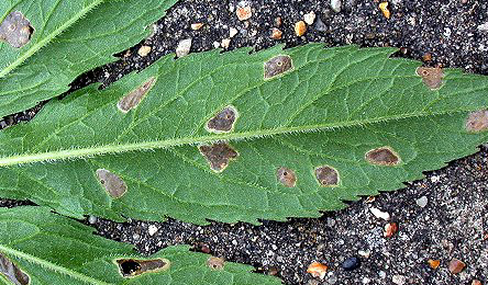 Feeding marks caused by Coleophora follicularis