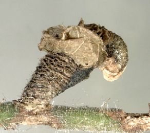 Case of Coleophora fuscocuprella on Corylus avellana