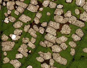 Mines of Coleophora fuscocuprella on Corylus avellana