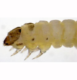 Coleophora fuscocuprella larva,  lateral