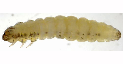 Coleophora fuscocuprella larva,  lateral