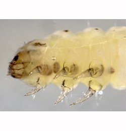 Coleophora fuscocuprella larva,  ventro-lateral