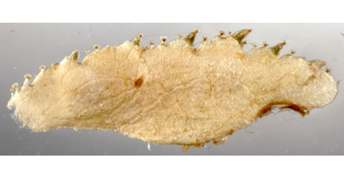 Case of Coleophora gryphipennella on Rosa rubiginosa