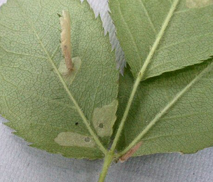 Mines and cases of Coleophora gryphipennella on Rosa