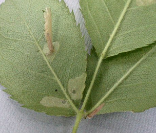 Mine of Coleophora gryphipennella on Rosa pimpinellifolia