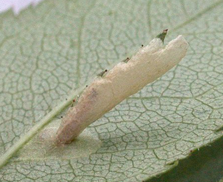 Case of Coleophora gryphipennella on Rosa 