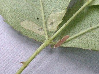 Mines and case of Coleophora gryphipennella on Rosa 