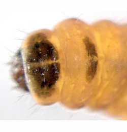 Coleophora gryphipennella larva,  dorsal