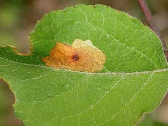 Mine of Coleophora hemerobiella on Malus sylvestris