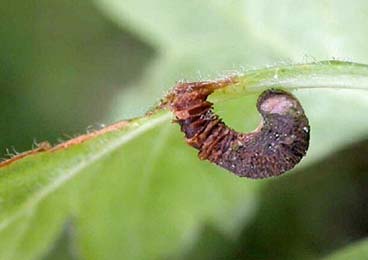 Case of Coleophora hemerobiella on Crataegus monogyna