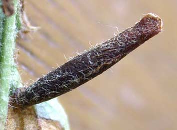 Case of Coleophora hemerobiella on Crataegus monogyna