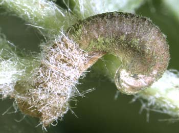 Case of Coleophora hemerobiella on Sorbus aucuparia