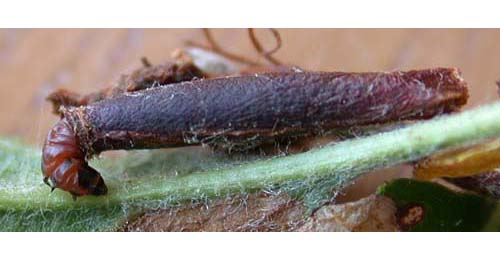 Case of Coleophora hemerobiella on Malus sylvestris