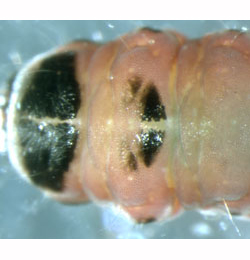 Coleophora hemerobiella larva,  dorsal