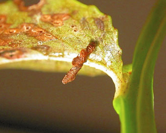 Case of Coleophora idaeella on Vaccinium vitis-idaea