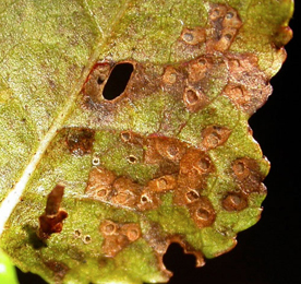 Feeding traces of Coleophora idaeella on Vaccinium vitis-idaea