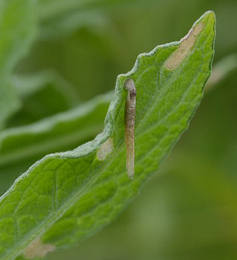 Mine of Coleophora inulae on Pulicaria dysenterica