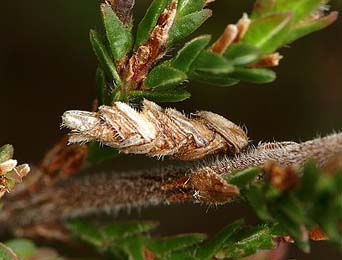 Mine of Coleophora juncicolella