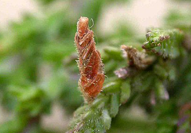 Mine of Coleophora juncicolella