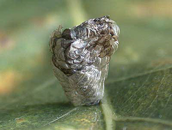 Case of Coleophora kuehnella on Quercus robur