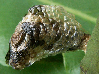 Mine of Coleophora kuehnella on Quercus