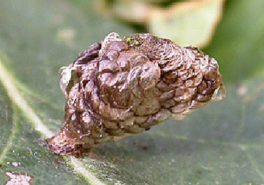 Mine of Coleophora kuehnella on Quercus