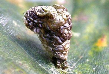 Mine of Coleophora kuehnella on Quercus