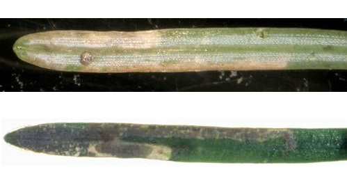 Mine of Coleophora laricella on Larix decidua