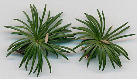 Cases of Coleophora laricella on Larix decidua