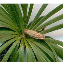 Mine of Coleophora laricella on Larix decidua