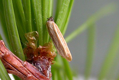 Case of Coleophora laricella on Larix decidua