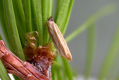 Case of Coleophora laricella on Larix decidua