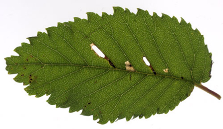 Excision for the forst case of Coleophora limosipennella on Ulmus minor