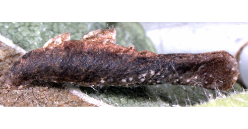 Case of Coleophora limosipennella on Ulmus minor