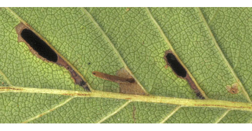 Excision for the forst case of Coleophora limosipennella on Ulmus minor