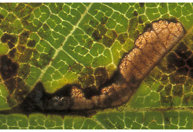 Young mine of Coleophora limosipennella on Ulmus minor
