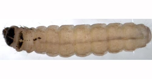 Coleophora limosipennella larva,  dorsal