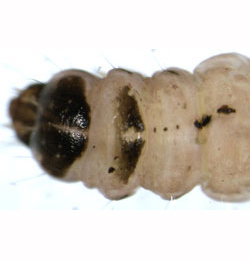 Coleophora limosipennella larva,  dorsal