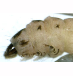 Coleophora limosipennella larva,  lateral