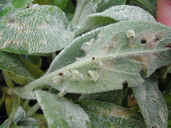 Cases of Coleophora lineolea on Stachys lanata