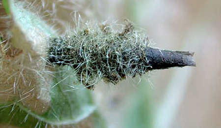 Cases of Coleophora lineolea on Stachys lanata