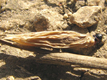 Case of Coleophora lixella on Thymus sp.