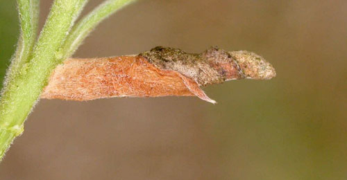 Case of Coleophora lusciniaepennella on Salix babylonica