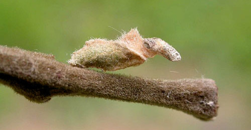 Case of Coleophora lusciniaepennella on Salix babylonica