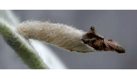 Case of Coleophora lusciniaepennella on Salix babylonica