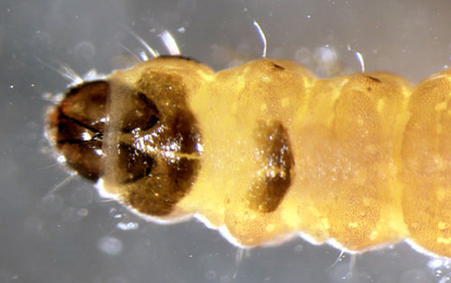 Coleophora lusciniaepennella larva,  lateral