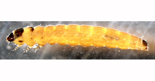 Coleophora lusciniaepennella larva,  lateral