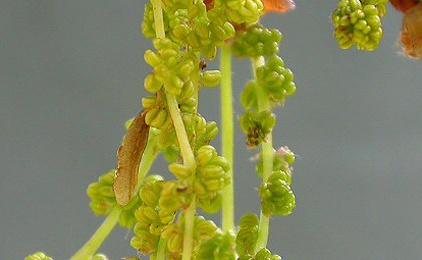 Case of Coleophora lutipennella on Quercus robur